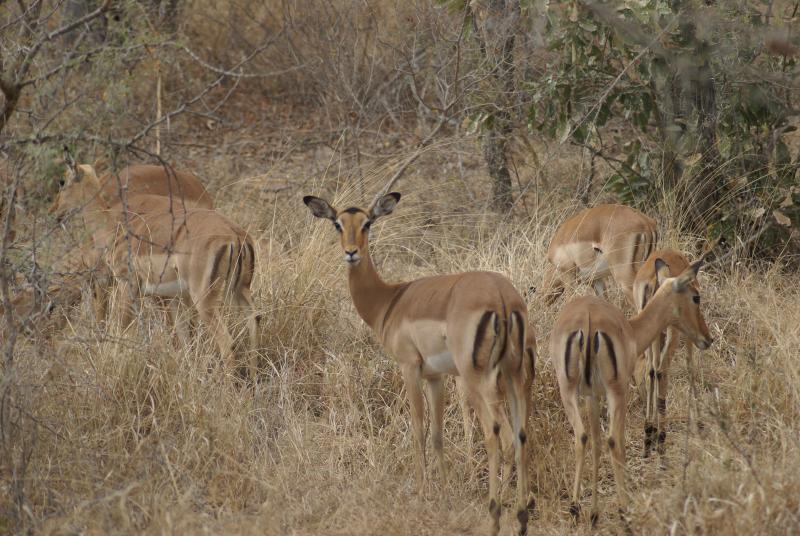 randomImpala