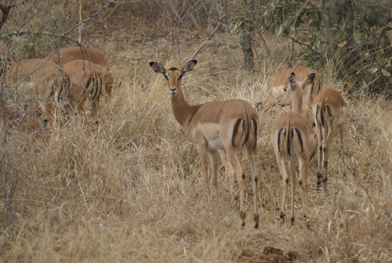 randomImpala