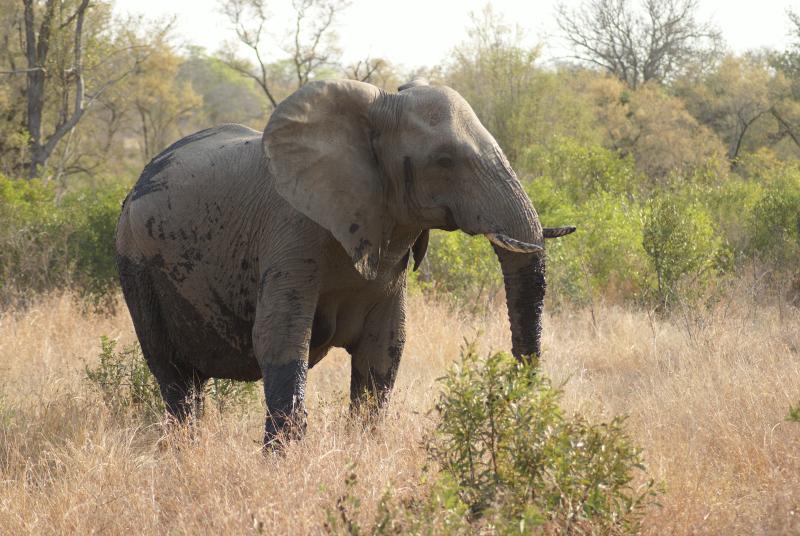 randomSabi Sands