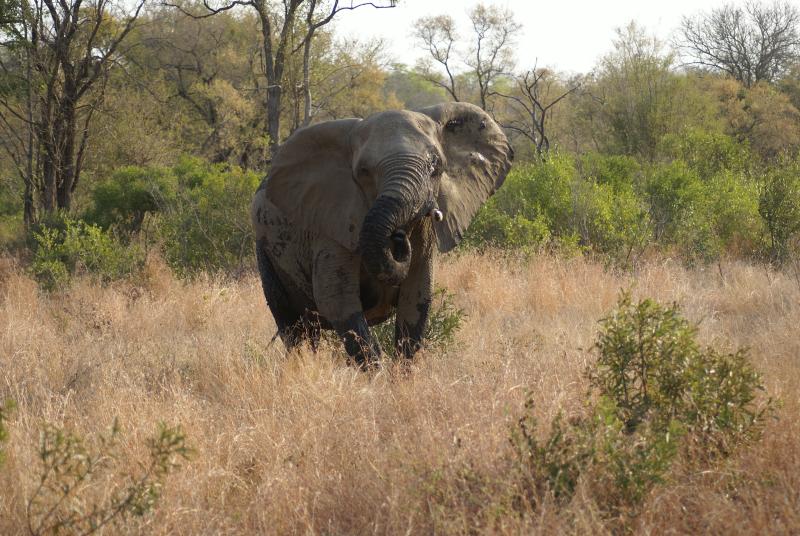 randomElephant
