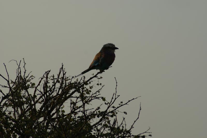randomLilacbreasted Roller