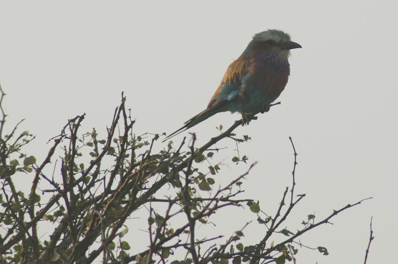 randomLilacbreasted Roller