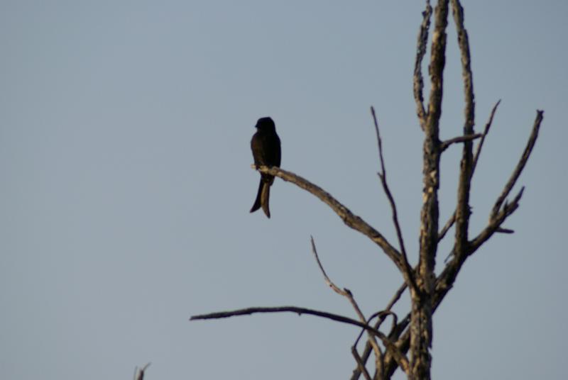 randomForktailed Drongo