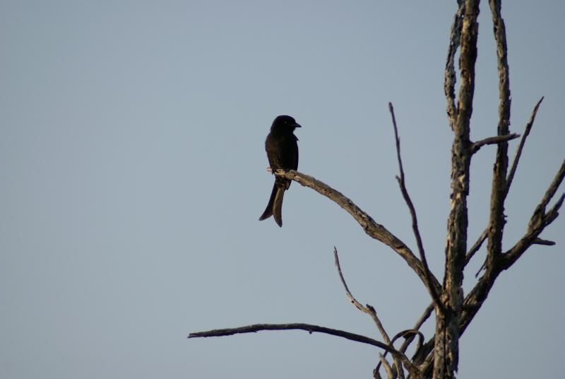 randomForktailed Drongo
