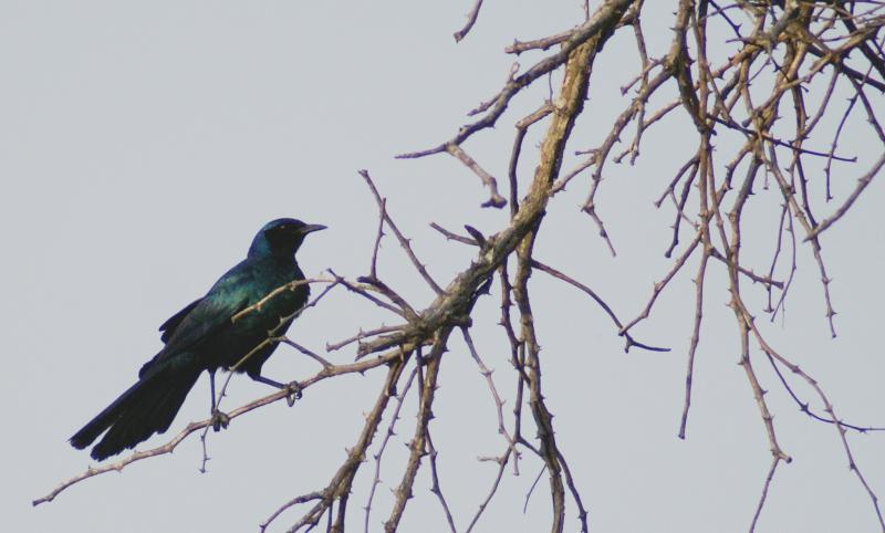 randomCape Glossy Starling