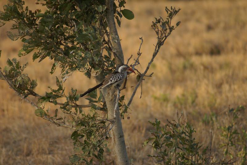 randomRedbilled Hornbill