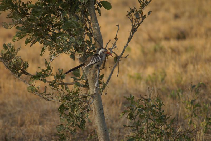randomRedbilled Hornbill