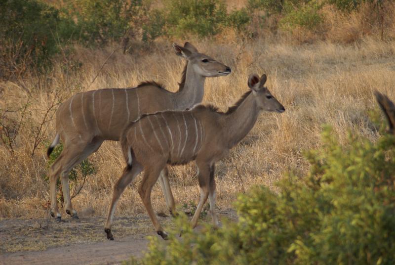 randomKudu