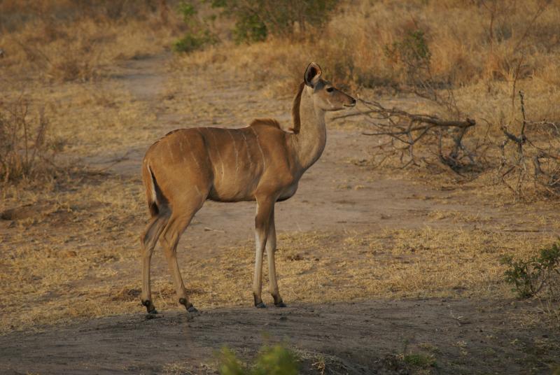 randomKudu