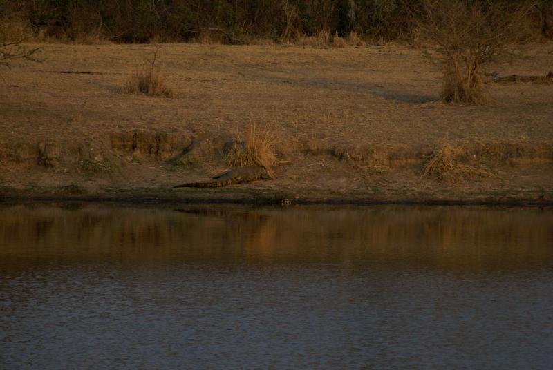 randomNile Crocodile