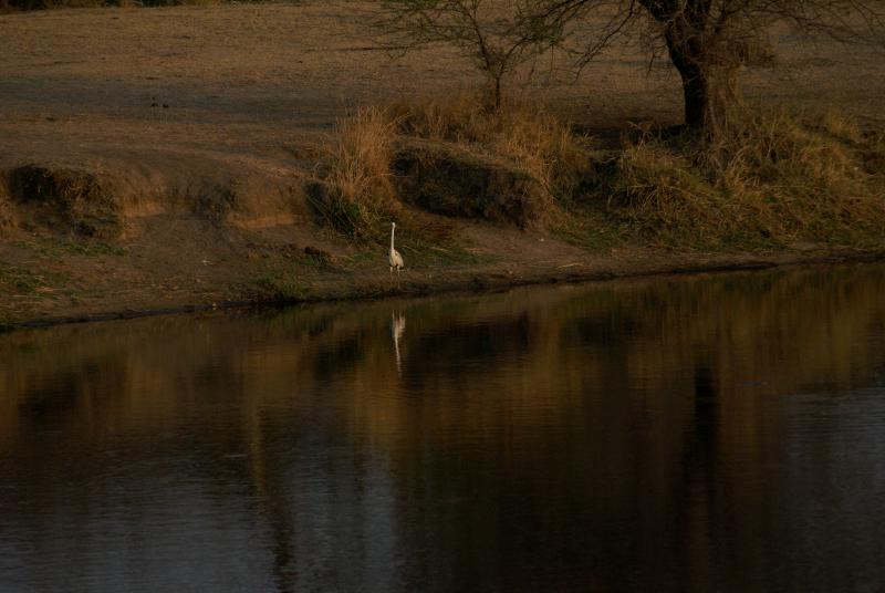 randomBlack-Headed Heron