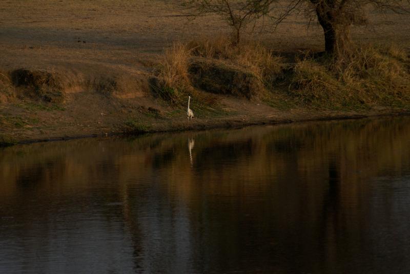 randomBlack-Headed Heron