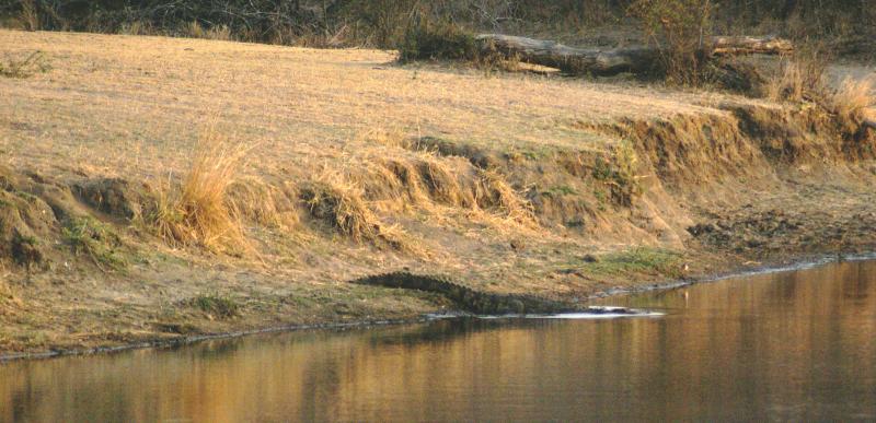 randomNile Crocodile