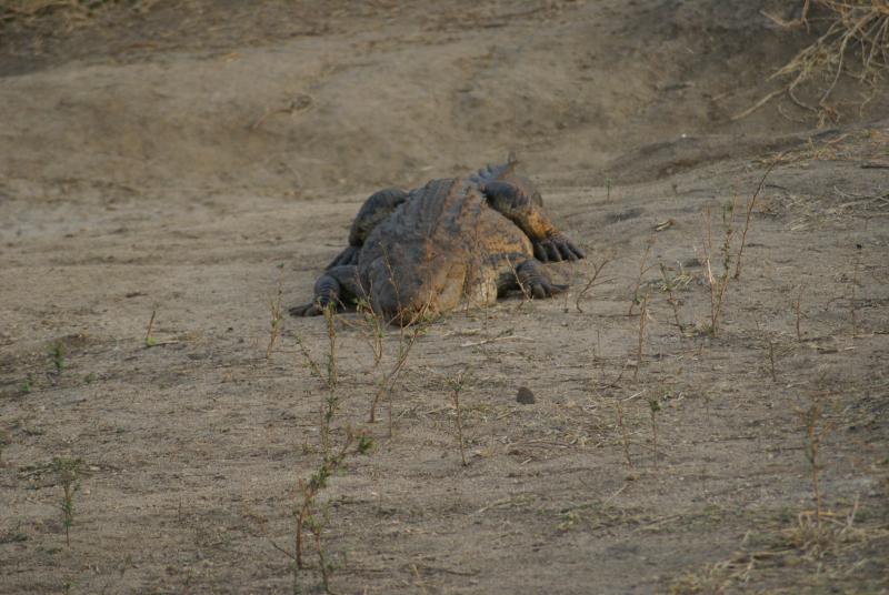 randomNile Crocodile