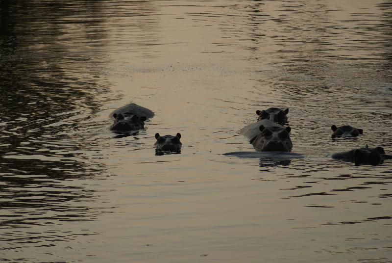 randomHippopotamus
