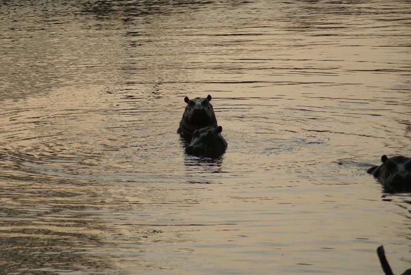 randomHippopotamus