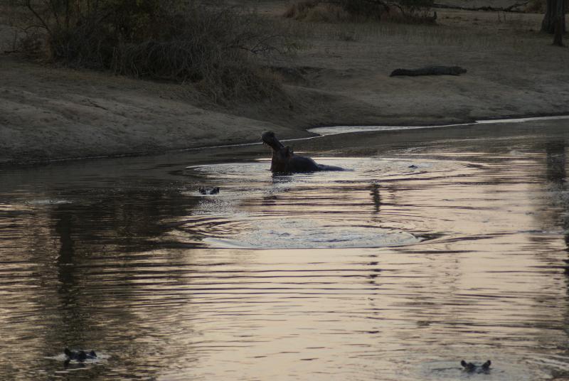 randomHippopotamus