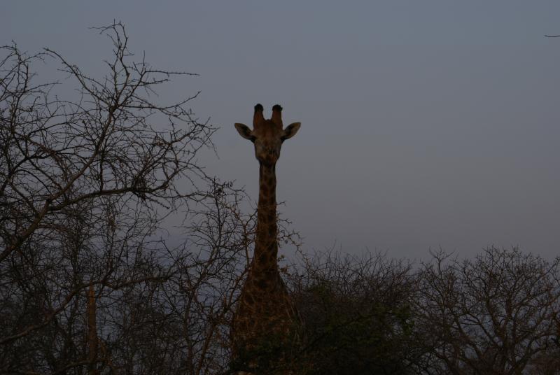 randomGiraffe