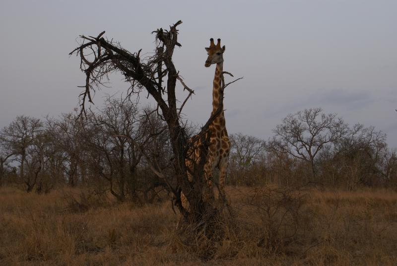 randomGiraffe