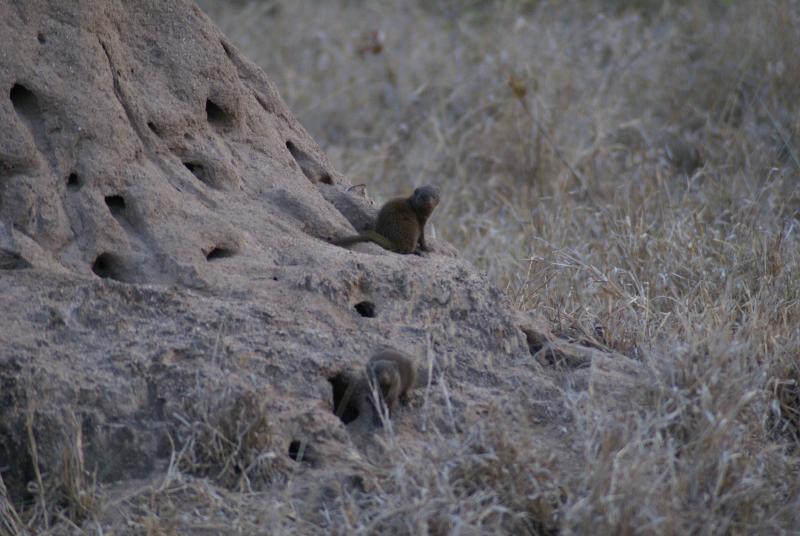 randomDwarf Mongoose