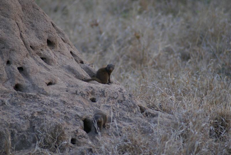 randomDwarf Mongoose