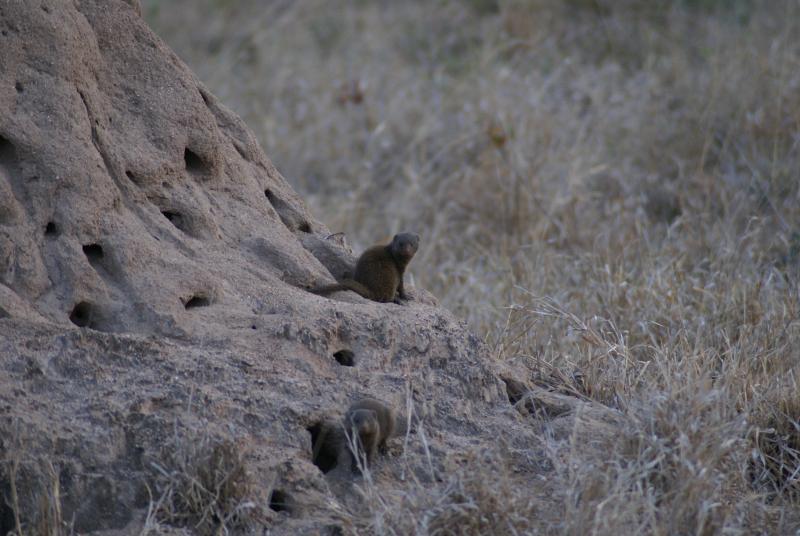 randomDwarf Mongoose