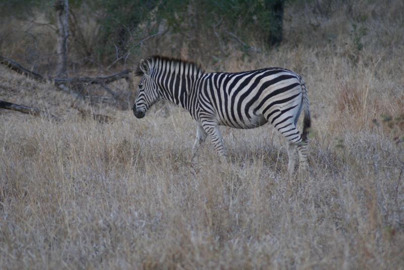 randomZebra