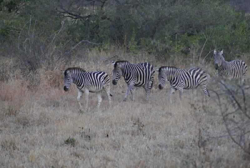 randomZebra
