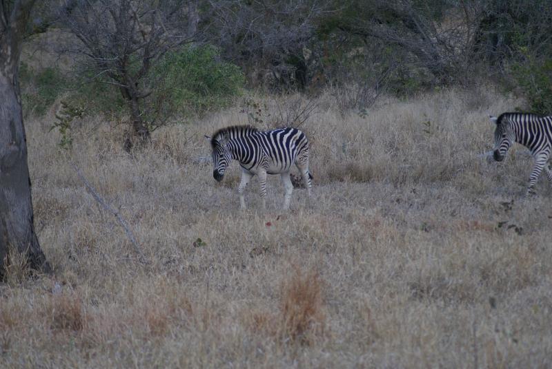 randomZebra