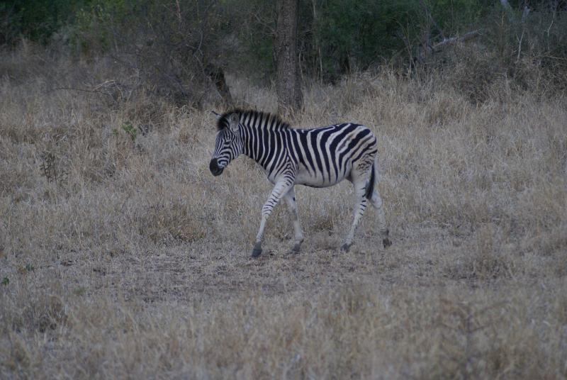 randomZebra