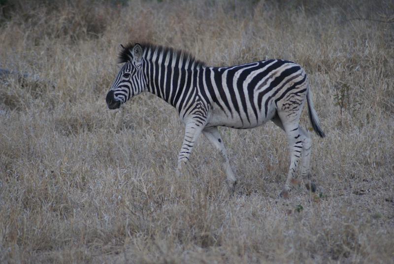 randomZebra