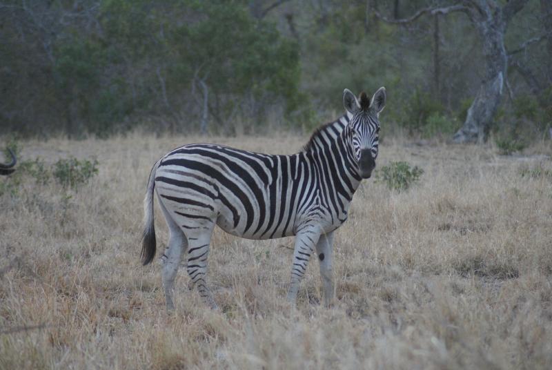 randomZebra