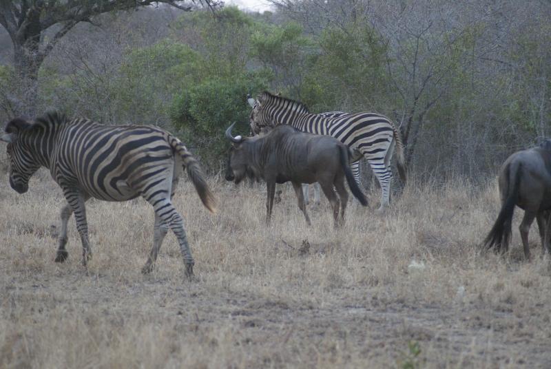 randomWildebeest