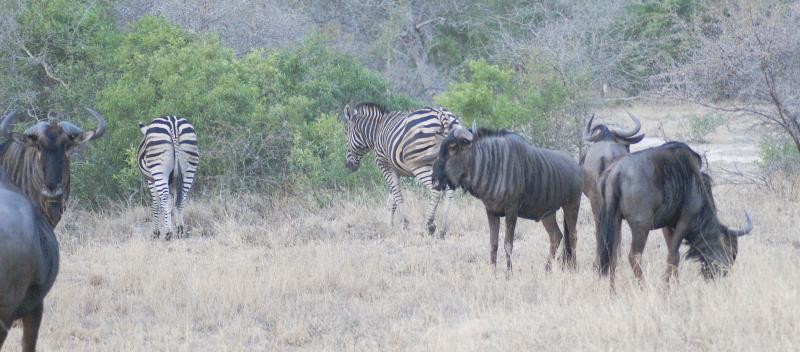 randomWildebeest