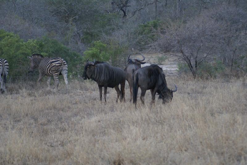 randomWildebeest