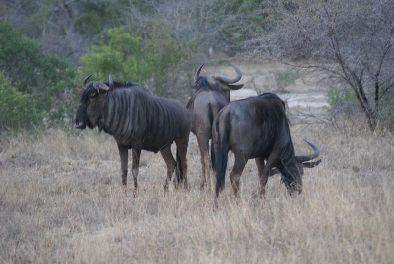 randomWildebeest