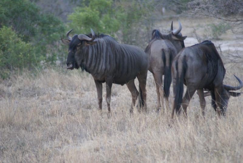randomWildebeest