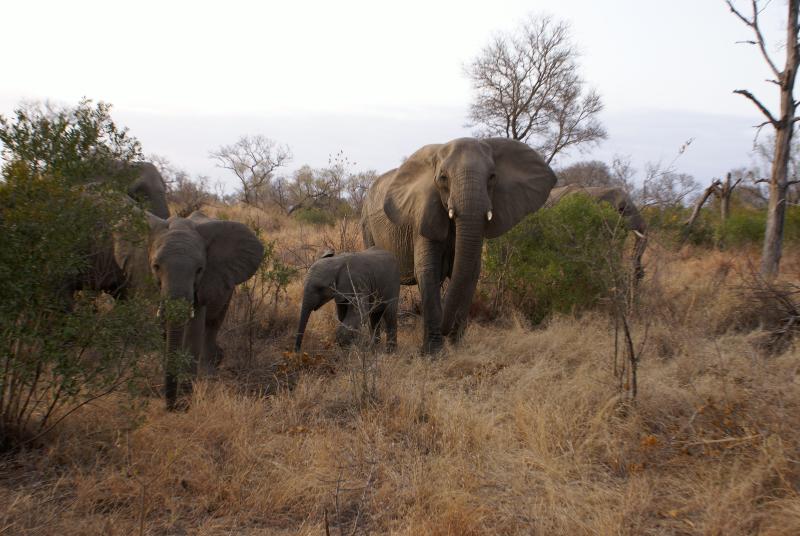 randomElephant