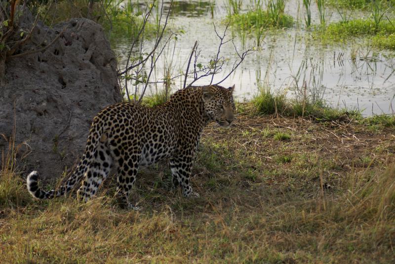 randomLeopard