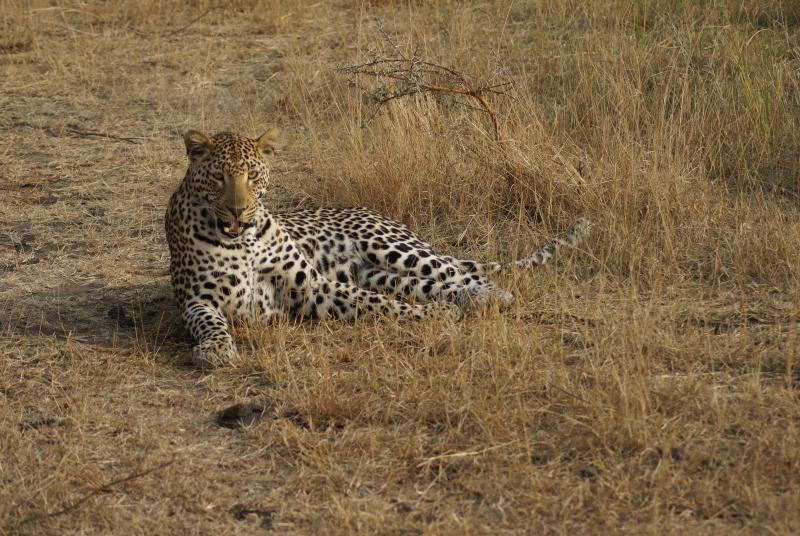 randomSabi Sands