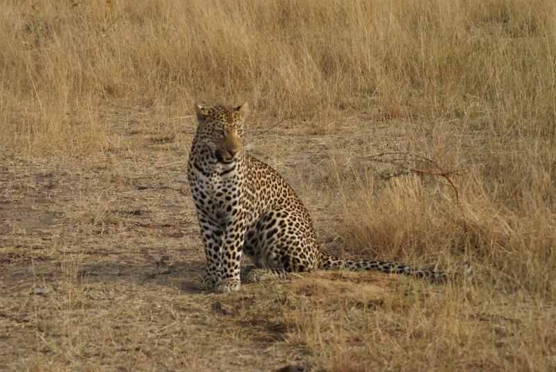 randomLeopard