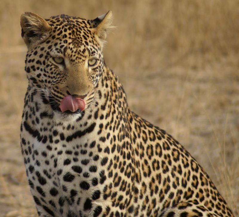 randomSabi Sands