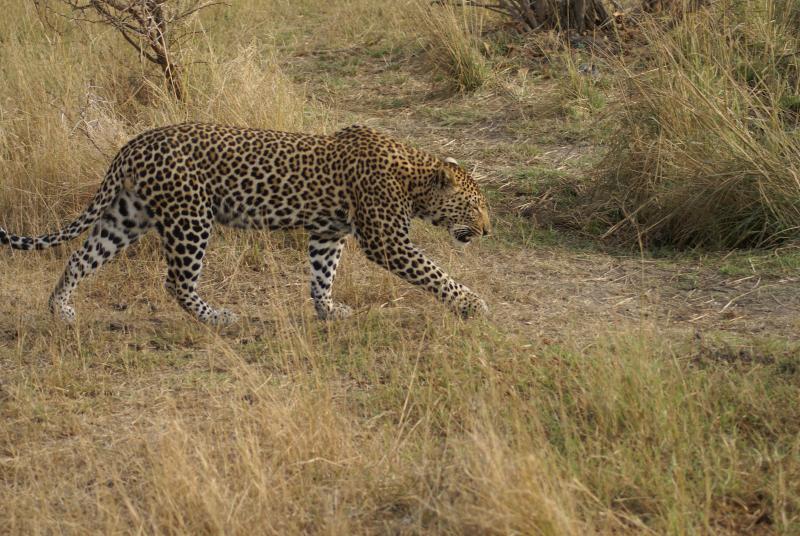 randomLeopard