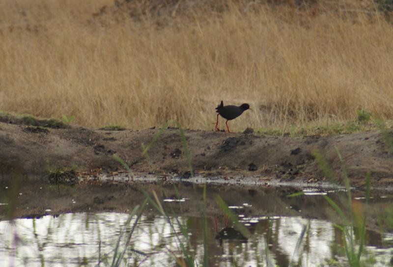 randomBlack Crake