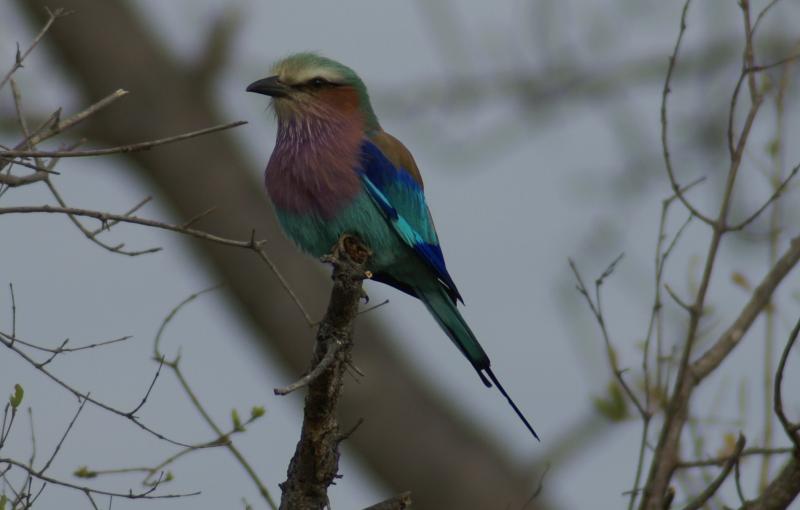 randomLilacbreasted Roller