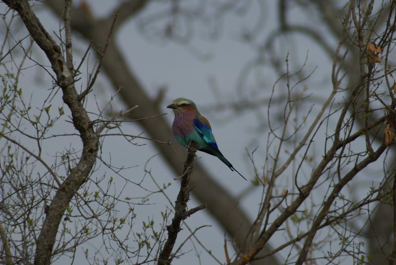 randomLilacbreasted Roller