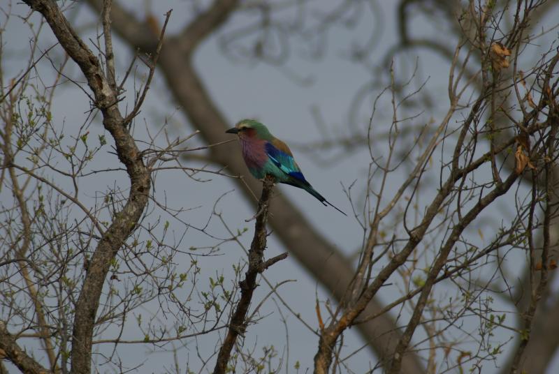 randomLilacbreasted Roller