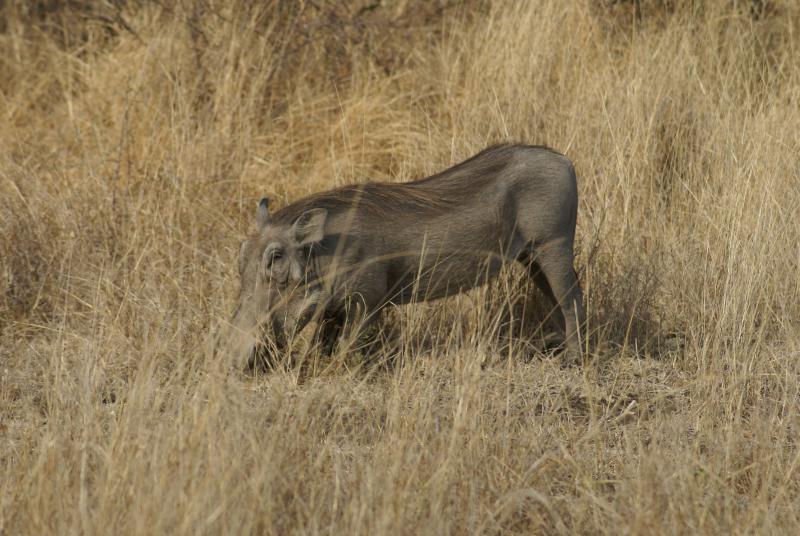 randomWarthog