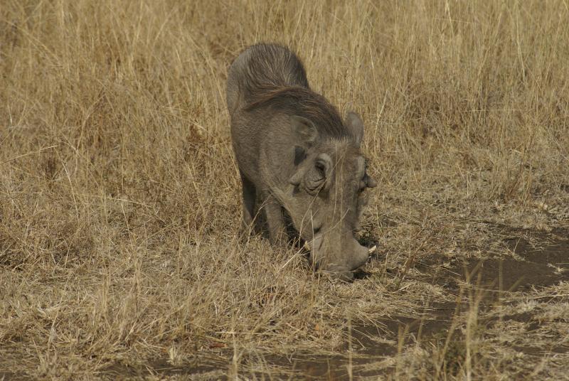 randomSabi Sands