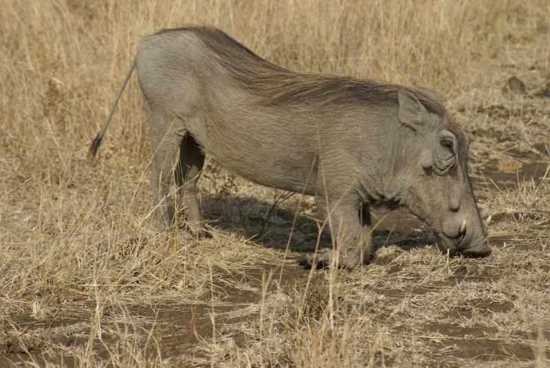 randomWarthog